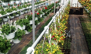 Hanging flower baskets for sale at Scenic View Greenhouse in Rushville, NY
