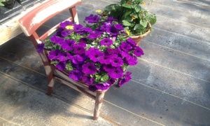 Fresh flowers for sale at Scenic View Greenhouse in Rushville, NY